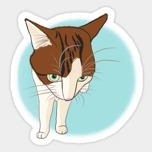 Soya the cat - grumpy Sticker